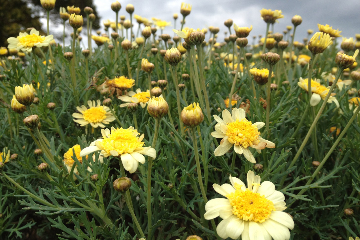 Argyranthemum frutescens 'Sulemio' (1)